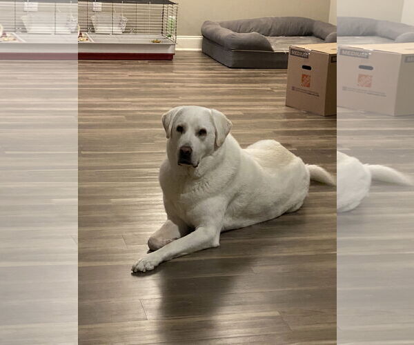 Medium Photo #4 Labrenees Puppy For Sale in Miami, FL, USA