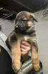 Small Photo #3 German Shepherd Dog Puppy For Sale in ROANOKE, VA, USA