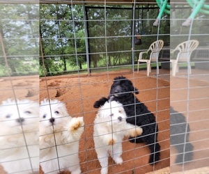 Aussiedoodle Miniature  Puppy for sale in GREAT BARRINGTON, MA, USA