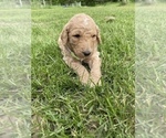 Small Photo #10 Goldendoodle Puppy For Sale in EATON RAPIDS, MI, USA