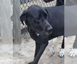 Great Dane Dogs for adoption in Palm Beach, FL, USA