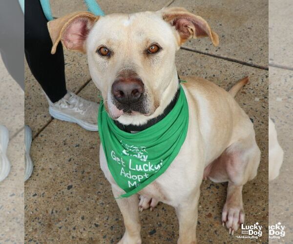 Medium Photo #8 Labrador Retriever-Retriever  Mix Puppy For Sale in Washington, DC, USA