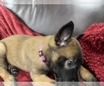 Small Photo #34 Belgian Malinois Puppy For Sale in REESEVILLE, WI, USA
