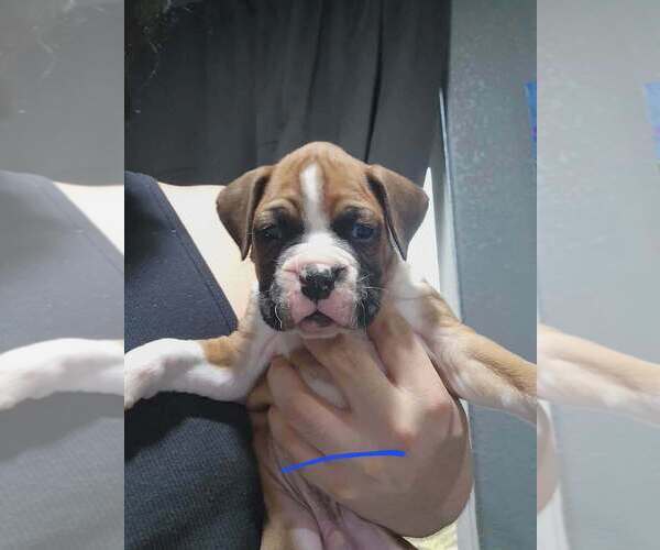 Medium Photo #1 Boxer Puppy For Sale in VICTORIA, TX, USA