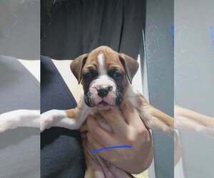 Medium Boxer
