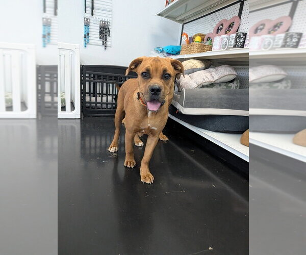 Medium Photo #4 Mutt Puppy For Sale in Vail, AZ, USA