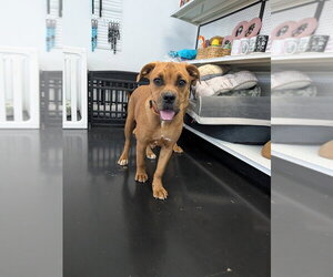 Roo - Female Mutt Dog for Adoption - Photo #4