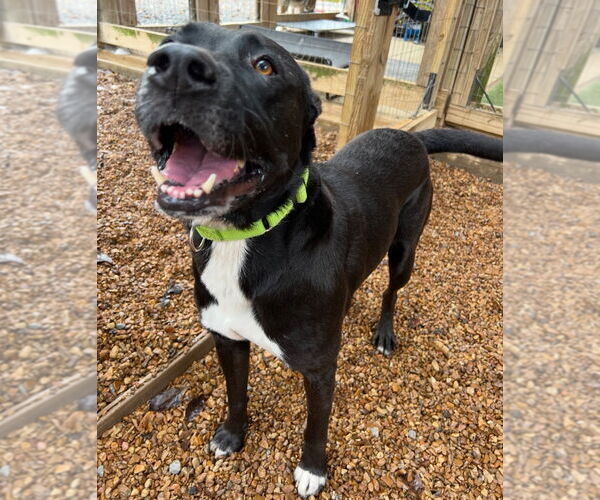 Medium Photo #3 Labrador Retriever-Unknown Mix Puppy For Sale in Canton, CT, USA