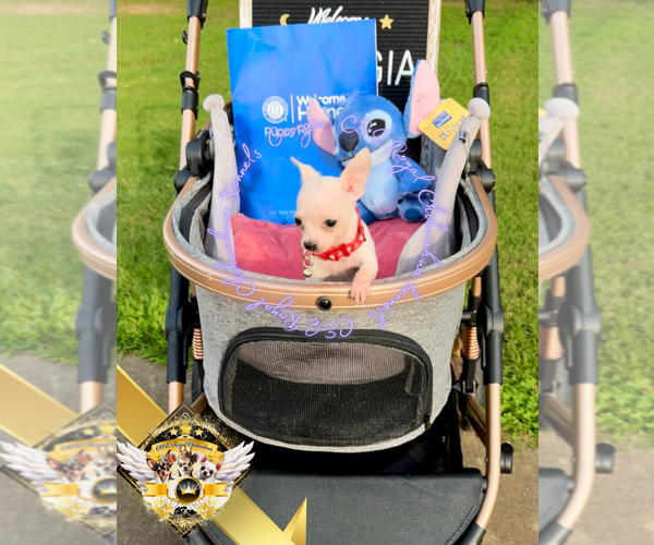 Medium Photo #14 Chihuahua Puppy For Sale in ATHENS, GA, USA