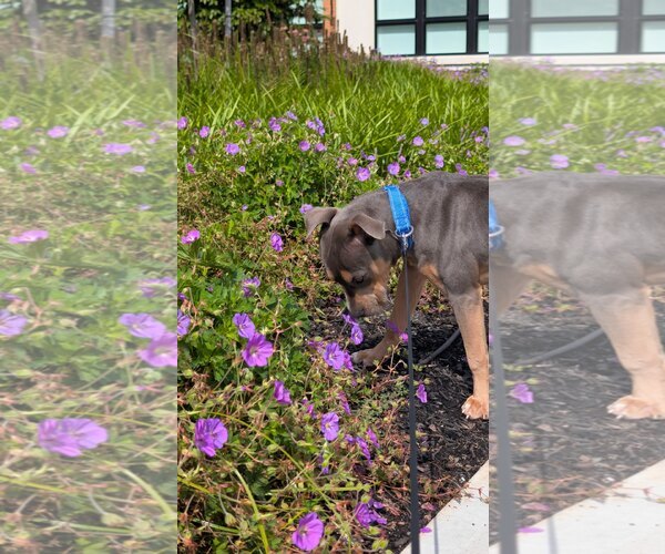 Medium Photo #6 American Staffordshire Terrier-Unknown Mix Puppy For Sale in Oakhurst, NJ, USA