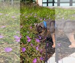 Small #5 American Staffordshire Terrier Mix