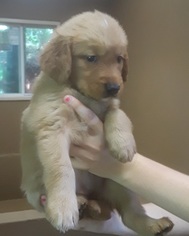 Golden Retriever Puppy for sale in SENECA, SC, USA