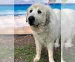 Small #6 Great Pyrenees