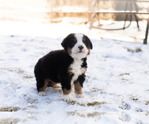 Bernese Mountain Dog Puppy for sale in MILLERSBURG, IN, USA