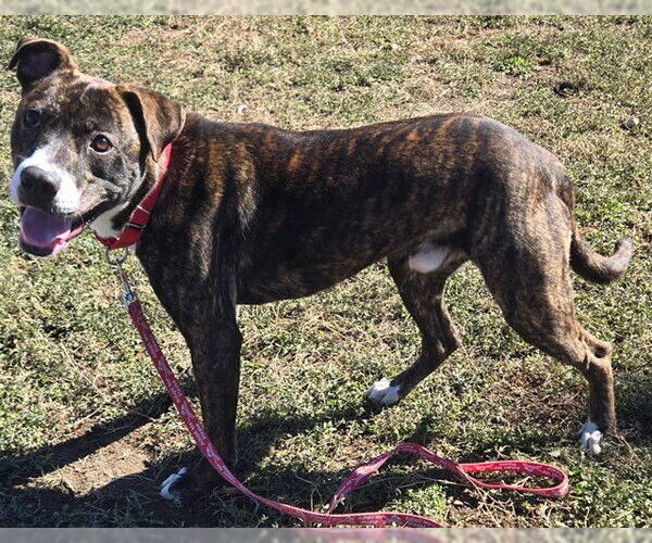 Medium Photo #1 American Pit Bull Terrier-Unknown Mix Puppy For Sale in Ocala, FL, USA