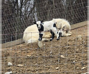 Maverick - Male Great Pyrenees Dog for Adoption - Photo #3