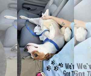 Labrador Retriever-Unknown Mix Dogs for adoption in Wetumpka, AL, USA