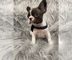 French Bulldog Puppy for sale in CHARLESTON, SC, USA