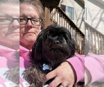 Small #1 Maltese Mix