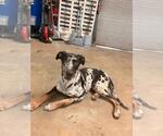 Small Catahoula Leopard Dog Mix