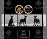 Puppy Sniper AKC Doberman Pinscher