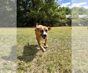 Memo - Male American Foxhound-Unknown Mix Dog for Adoption - Photo #2