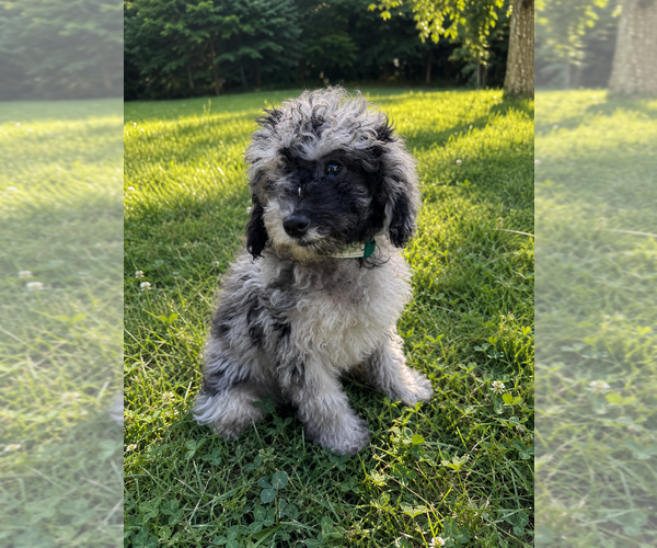 Medium Photo #28 Cavapoo (Miniature) Puppy For Sale in DURHAM, CT, USA