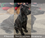 Small #18 Cane Corso