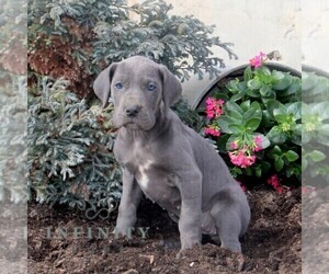 Great Dane Puppy for sale in BROGUE, PA, USA