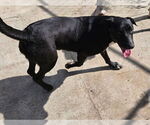 Small #2 Labrador Retriever Mix