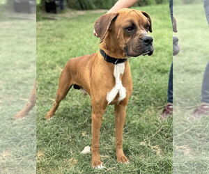 Boxer Dogs for adoption in Dumont, NJ, USA