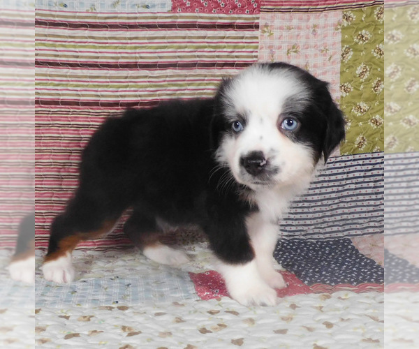 Medium Photo #6 Miniature Australian Shepherd Puppy For Sale in HARRISON, OH, USA