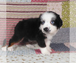 Small #5 Miniature Australian Shepherd