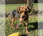 Small Photo #3 Mutt Puppy For Sale in Tarrytown, GA, USA