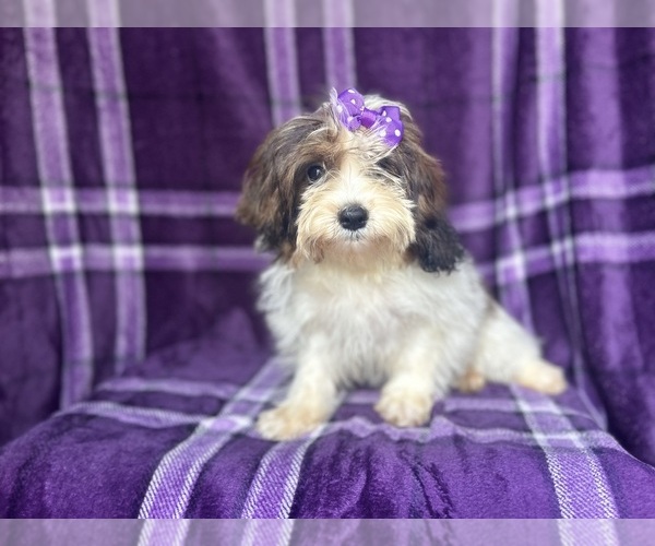 Medium Photo #1 ShihPoo Puppy For Sale in LAKELAND, FL, USA