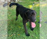 Small #5 Labrador Retriever Mix
