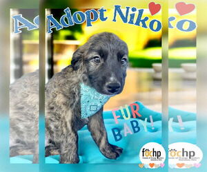 Labrador Retriever Dogs for adoption in Menifee, CA, USA