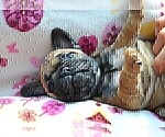 Small Photo #2 French Bulldog Puppy For Sale in SHELDON, WI, USA