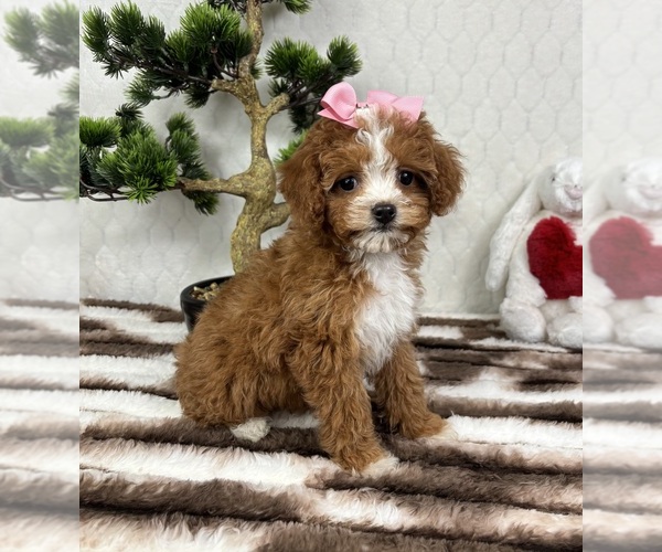 Medium Photo #1 Cavapoo (Miniature) Puppy For Sale in FRANKLIN, IN, USA