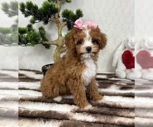 Cavapoo (Miniature) Puppy for sale in FRANKLIN, IN, USA