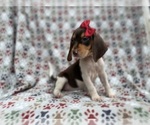 Small #8 Beagle