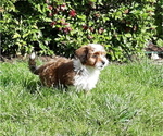 Small Photo #6 Mal-Shi-YorkiePoo Mix Puppy For Sale in ROCKVILLE, MD, USA