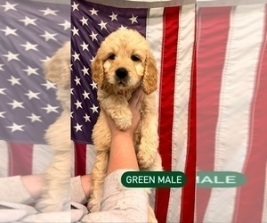 Goldendoodle Puppy for sale in BRADYVILLE, TN, USA