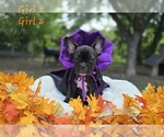 Small Photo #4 French Bulldog Puppy For Sale in SAN ANTONIO, TX, USA
