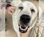 Small #1 Great Pyrenees
