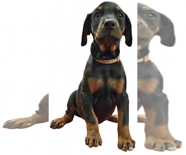 Medium Photo #3 Doberman Pinscher Puppy For Sale in BEGGS, OK, USA