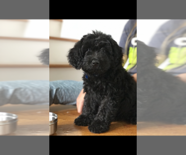 Medium Photo #2 Labradoodle Puppy For Sale in BOILING SPRINGS, SC, USA