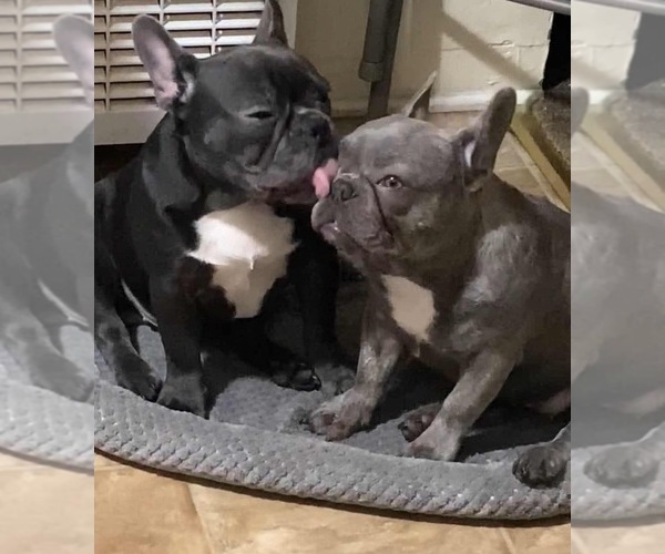 Medium Photo #1 French Bulldog Puppy For Sale in LEBEC, CA, USA