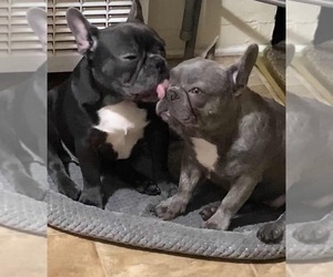 Father of the French Bulldog puppies born on 05/09/2025