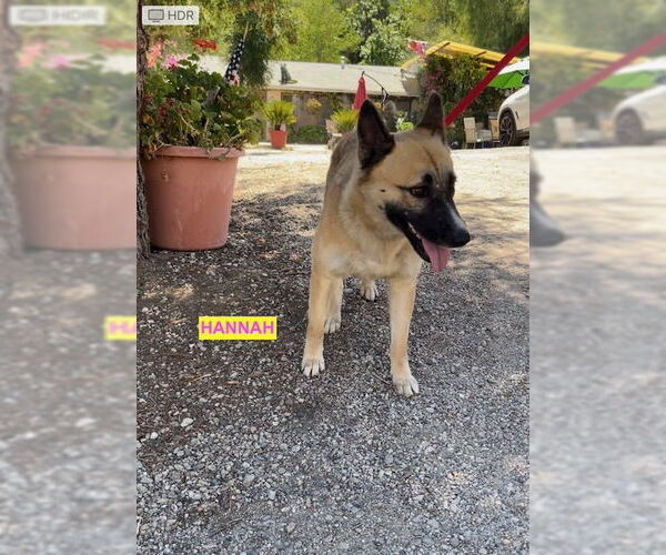 Medium Photo #1 Mutt Puppy For Sale in Woodland Hills, CA, USA